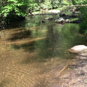 Rabbit Creek at CS # 15
